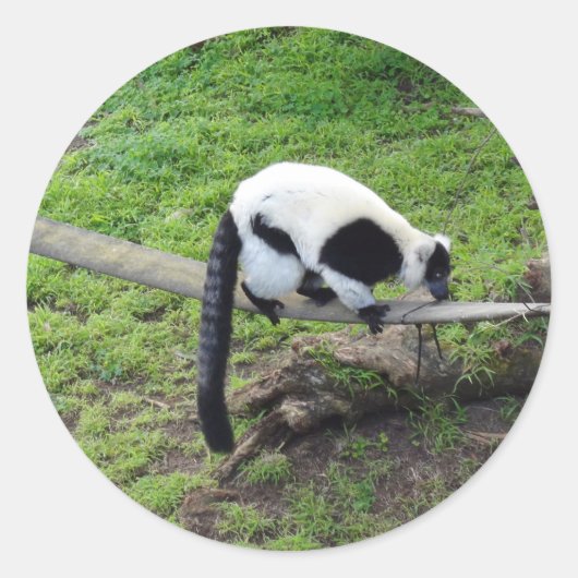 Schwarzweiß-Ruffed Lemur #2-1 Stickers (Vorderseite)