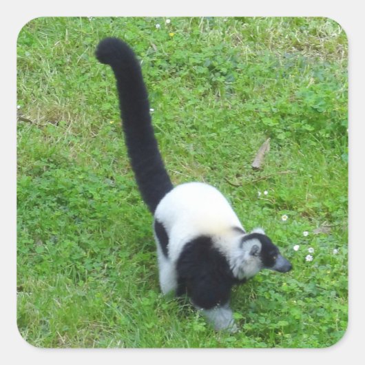 Schwarzweiß-Ruffed Lemur #4 Stickers (Vorderseite)