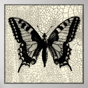 Schwarzweiss-Schmetterling auf gebrochenem Poster