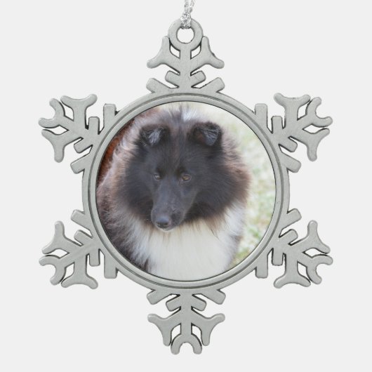 Schwarzweiss-Sheltie Schneeflocken Zinn-Ornament (Vorderseite)