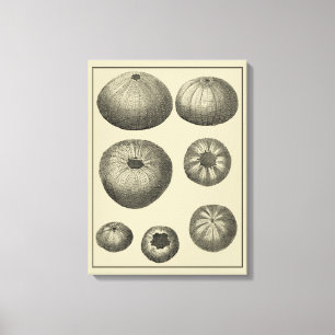 Schwarzweiss-Starfish Leinwanddruck