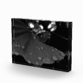 Schwarzweiß-Tau auf Blatt Fotoblock (Rechts)