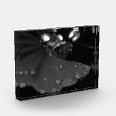 Schwarzweiß-Tau auf Blatt Fotoblock (Links)