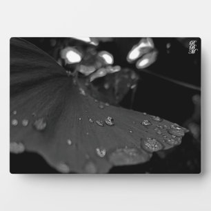 Schwarzweiß-Tau auf Blatt Fotoplatte
