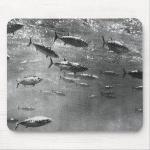 Schwarzweiss-Unterwasserphotographie der Mousepad
