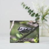 Schwarzweiß-Warbler Postkarte (Stehend Vorderseite)