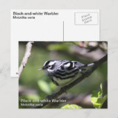 Schwarzweiß-Warbler Postkarte (Vorne/Hinten)