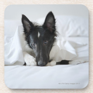 Schwarzweiss-Welpe im Bett mit dem Knochen Getränkeuntersetzer