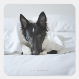 Schwarzweiss-Welpe im Bett mit dem Knochen Quadratischer Aufkleber