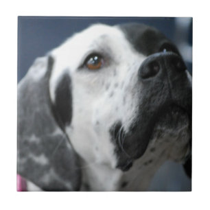 Schwarzweiss-Zeiger-Hundefliese Fliese