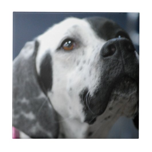 Schwarzweiss-Zeiger-Hundefliese Fliese (Vorderseite)