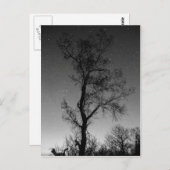 Schwarzweißbaum in der Nacht Postkarte (Vorne/Hinten)