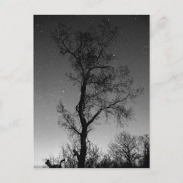 Schwarzweißbaum in der Nacht Postkarte