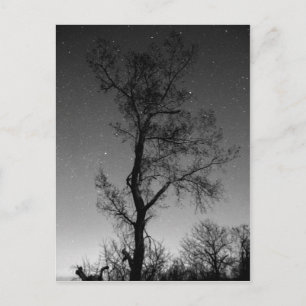 Schwarzweißbaum in der Nacht Postkarte