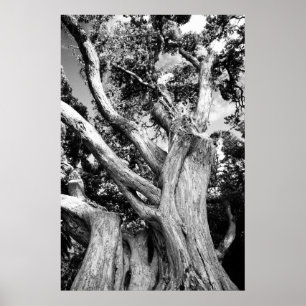 Schwarzweißbaum Poster