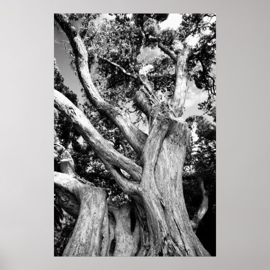Schwarzweißbaum Poster (Vorne)