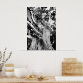 Schwarzweißbaum Poster (Küche)