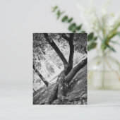 Schwarzweißbaum Postkarte (Stehend Vorderseite)