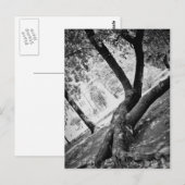 Schwarzweißbaum Postkarte (Vorne/Hinten)
