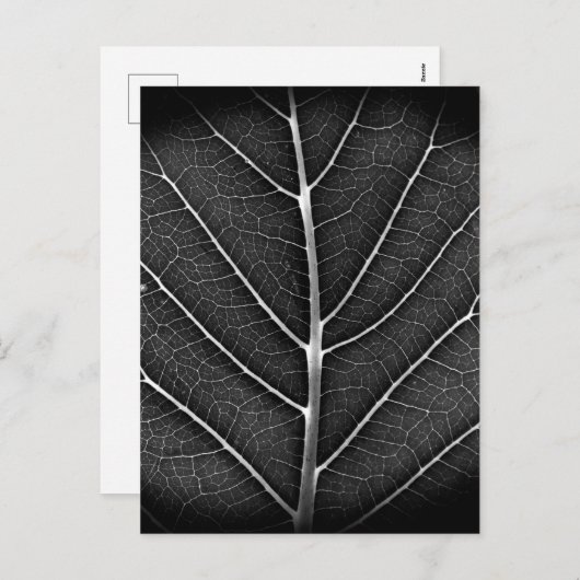 Schwarzweißblatt nah feiertagspostkarte (Vorne/Hinten)