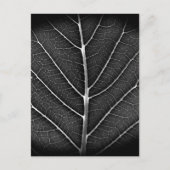 Schwarzweißblatt nah feiertagspostkarte (Vorderseite)