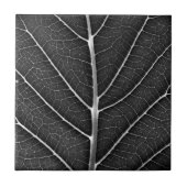 Schwarzweißblatt nah fliese (Vorderseite)