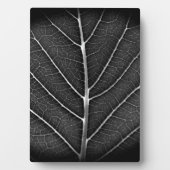 Schwarzweißblatt nah fotoplatte (Vorderseite)