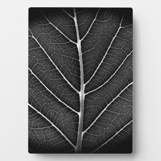 Schwarzweißblatt nah fotoplatte (Vorderseite)