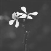 Schwarzweißblumen Aufkleber (Vorderseite)