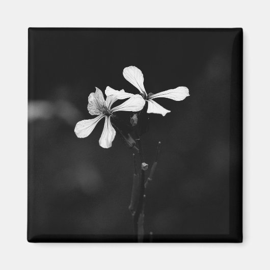 Schwarzweißblumen Magnet (Vorne)