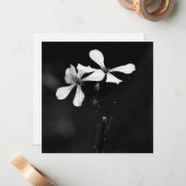 Schwarzweißblumen Mitteilungskarte (Vorderseite/Rückseite Beispiel)