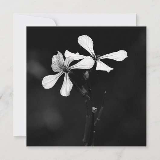 Schwarzweißblumen Mitteilungskarte (Vorderseite)