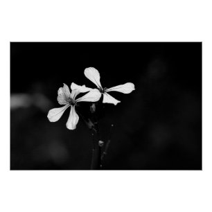 Schwarzweißblumen Poster