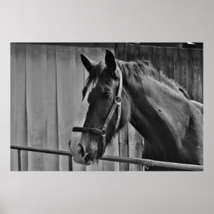 Schwarzweißes Pferd - Tierfotografie Kunst Poster