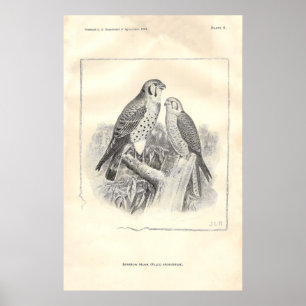 Schwarzweißfalken Poster
