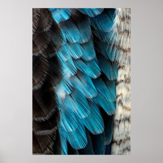 Schwarzweißfeder Poster (Vorne)
