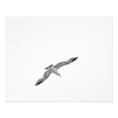 Schwarzweißflieger 2 Foto (Vorne)