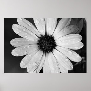 Schwarzweißfotografie des afrikanischen poster