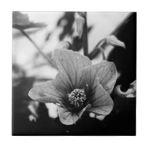 Schwarzweißfotografie