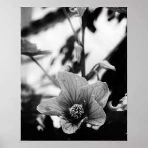 Schwarzweißfotografie Poster