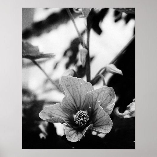 Schwarzweißfotografie Poster (Vorne)