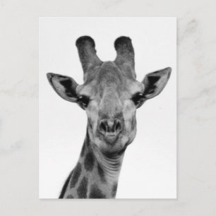 Schwarzweißfotografie Postkarte