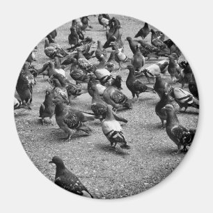 Schwarzweißfotografie vieler Tauben Magnet
