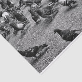 Schwarzweißfotografie vieler Tauben Seidenpapier (Ausschnitt)