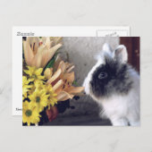 Schwarzweißhase Postkarte (Vorne/Hinten)