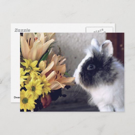 Schwarzweißhase Postkarte (Vorne/Hinten)