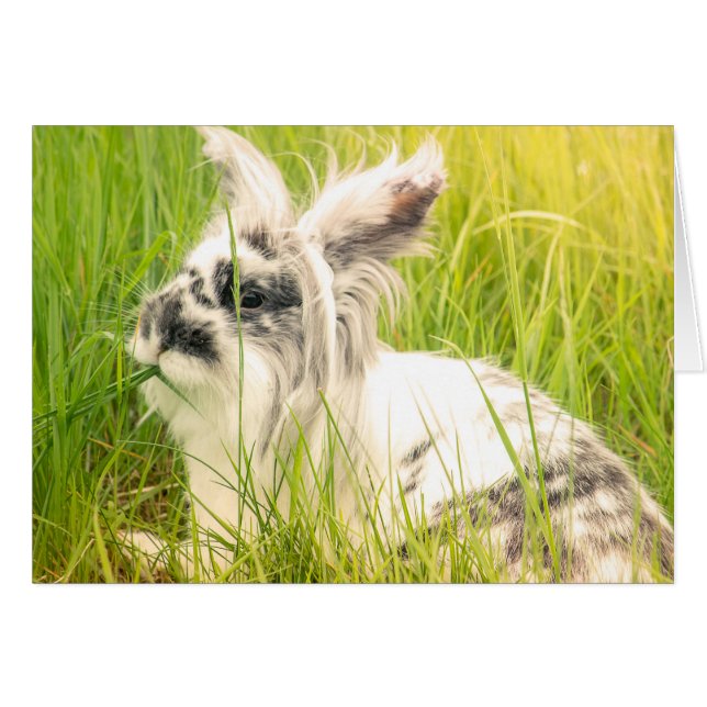 Schwarzweißkaninchen (Vorderseite (Horizontal))