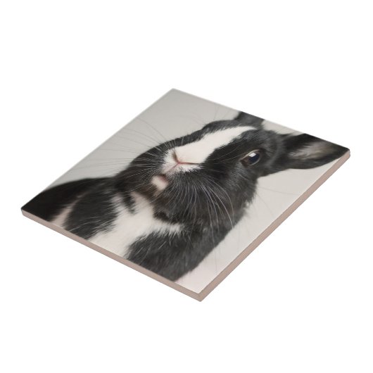 Schwarzweißkaninchen Fliese (Seite)