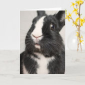 Schwarzweißkaninchen Karte (Gelbe Blume)
