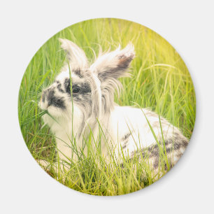 Schwarzweißkaninchen Magnet